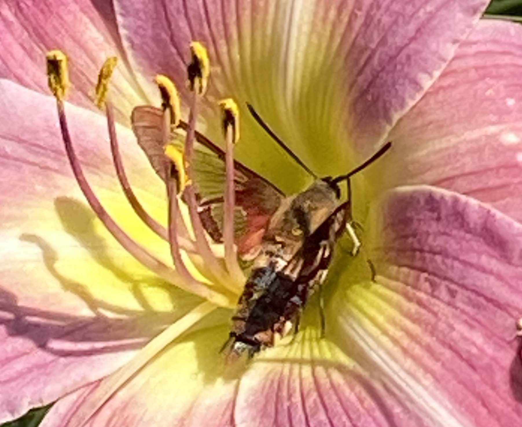 Hummingbird Clearwing Moth